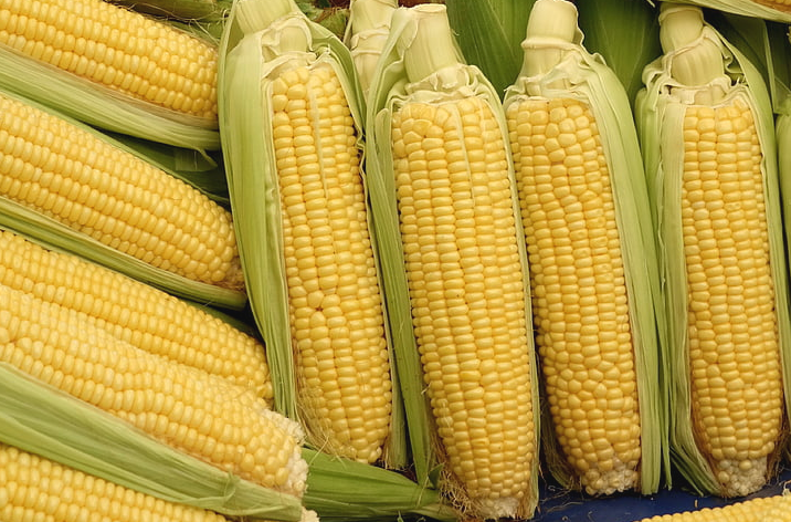新东方助农直播间6块1根的玉米，农民能赚多少？